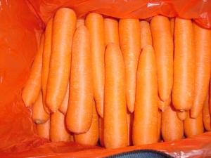 Fresh Carrot