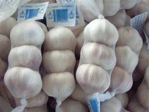 Fresh Garlic